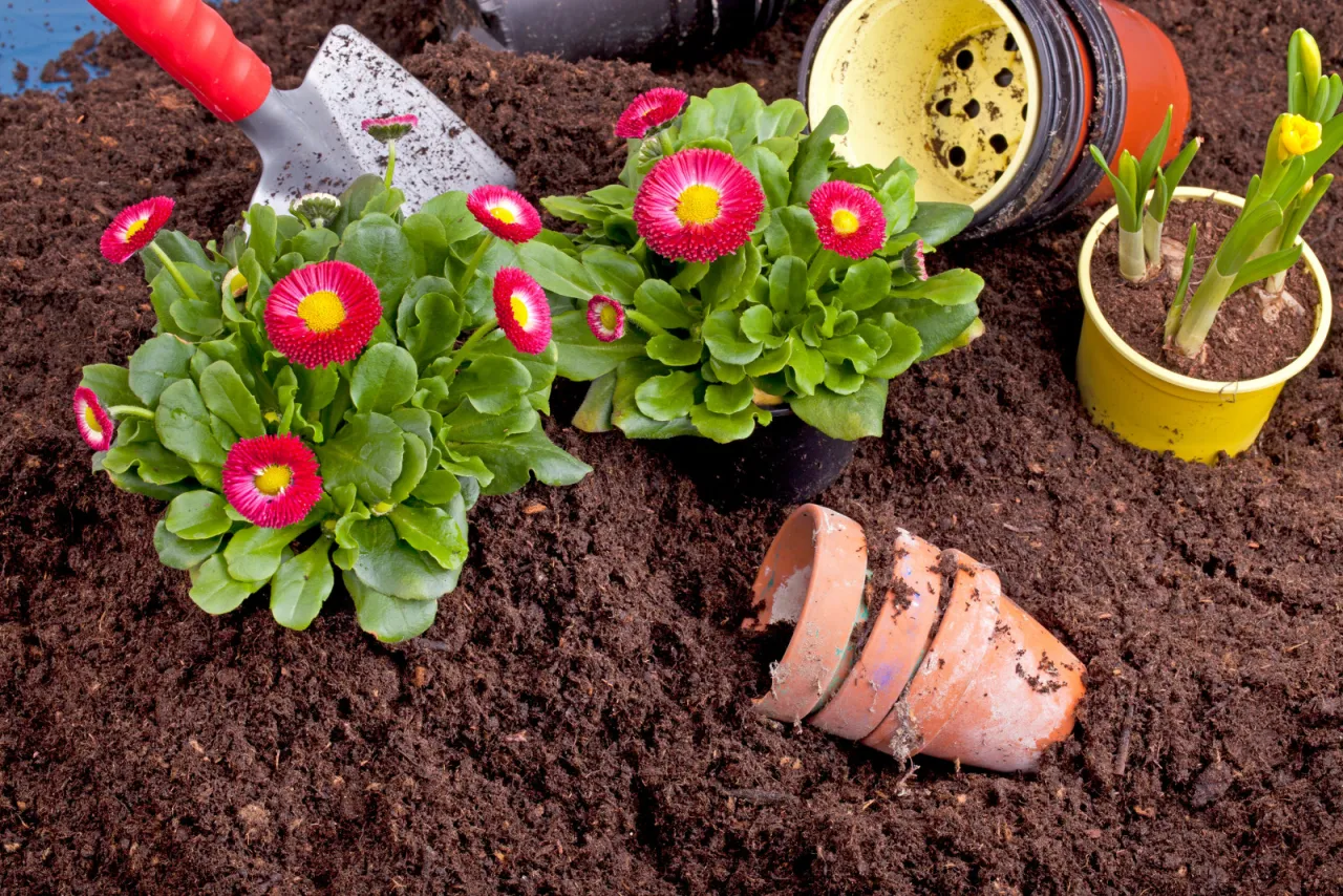 Kiedy sadzić stokrotki do gruntu? Czas na wiosenne sadzenie! Widać tu stokrotki, łopatkę i doniczki, gotowe do przesadzenia.