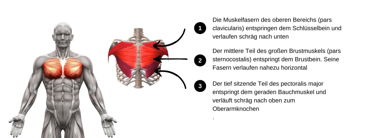 Anatomie unterer Brustmuskel