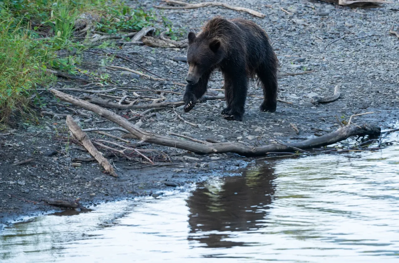 Niedźwiedź grizzly nad jeziorem w Kanadzie