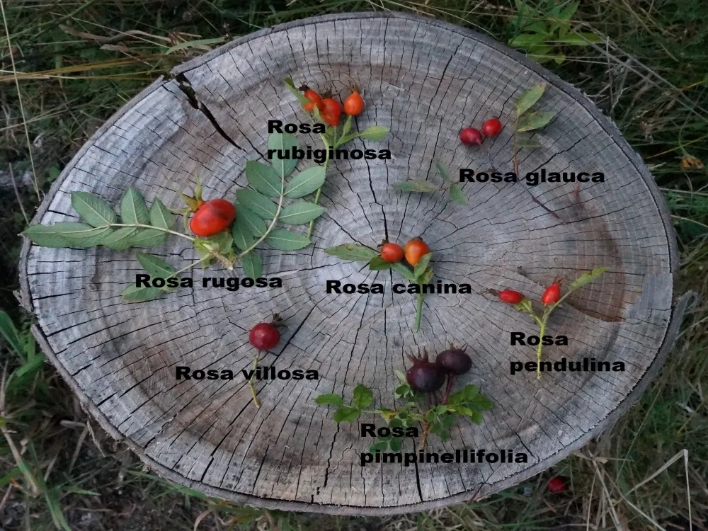 Dzikie r&oacute;że owoce na krzewie w lesie