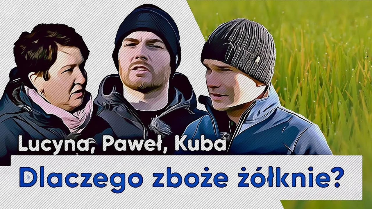 Zdjęcie Dlaczego zboża żółkną? Poznaj przyczyny i jak ich unikać