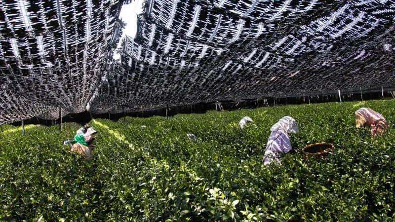 japońska plantacja herbaty matcha w cieniu