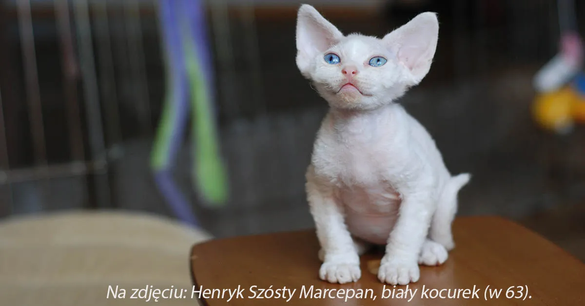 zdrowa hodowla kotów Devon Rex