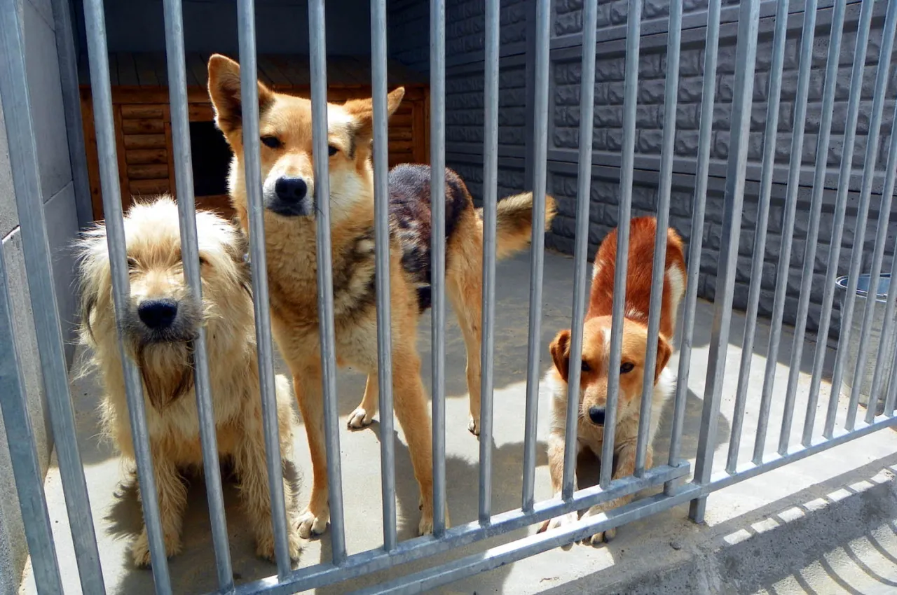 smutny pies rasowy w schronisku