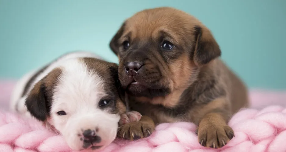szczeniak na psim przedszkolu