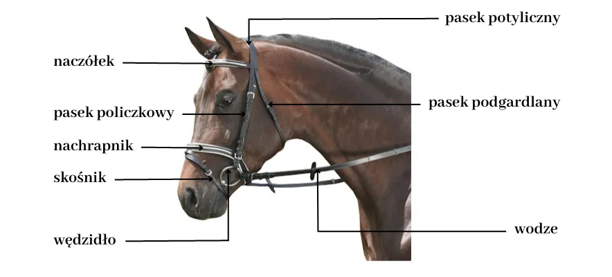 budowa ogłowia końskiego