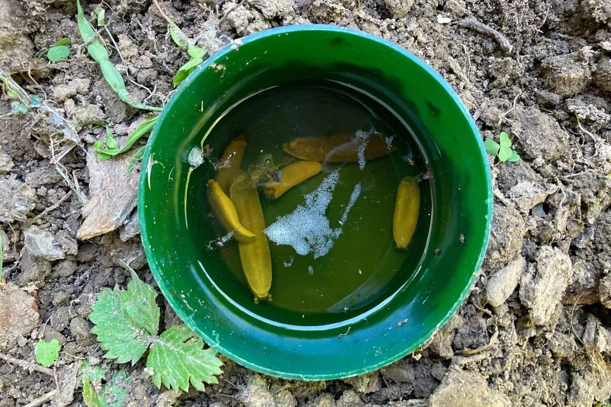 Czysty ogr&oacute;d bez chwast&oacute;w i resztek roślinnych