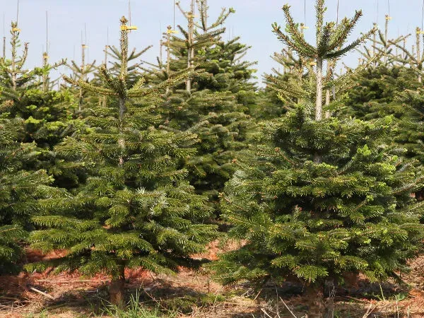 jodła kaukaska przycinanie