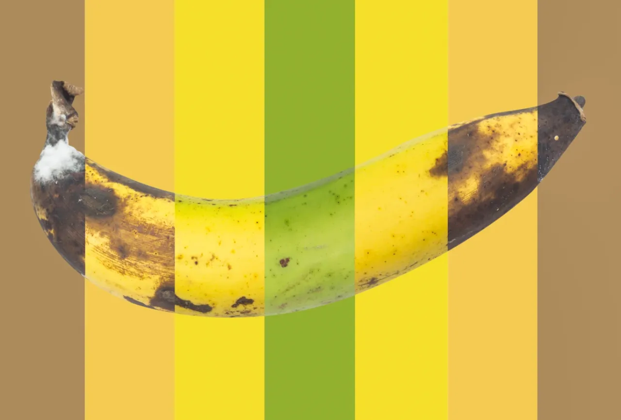 banany o r&oacute;żnym stopniu dojrzałości