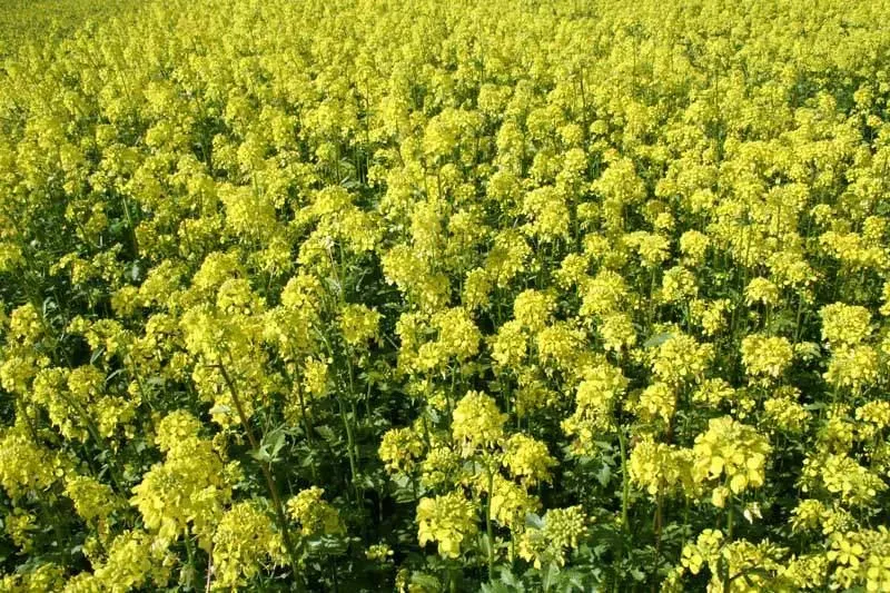 gorczyca na naw&oacute;z zielony pole