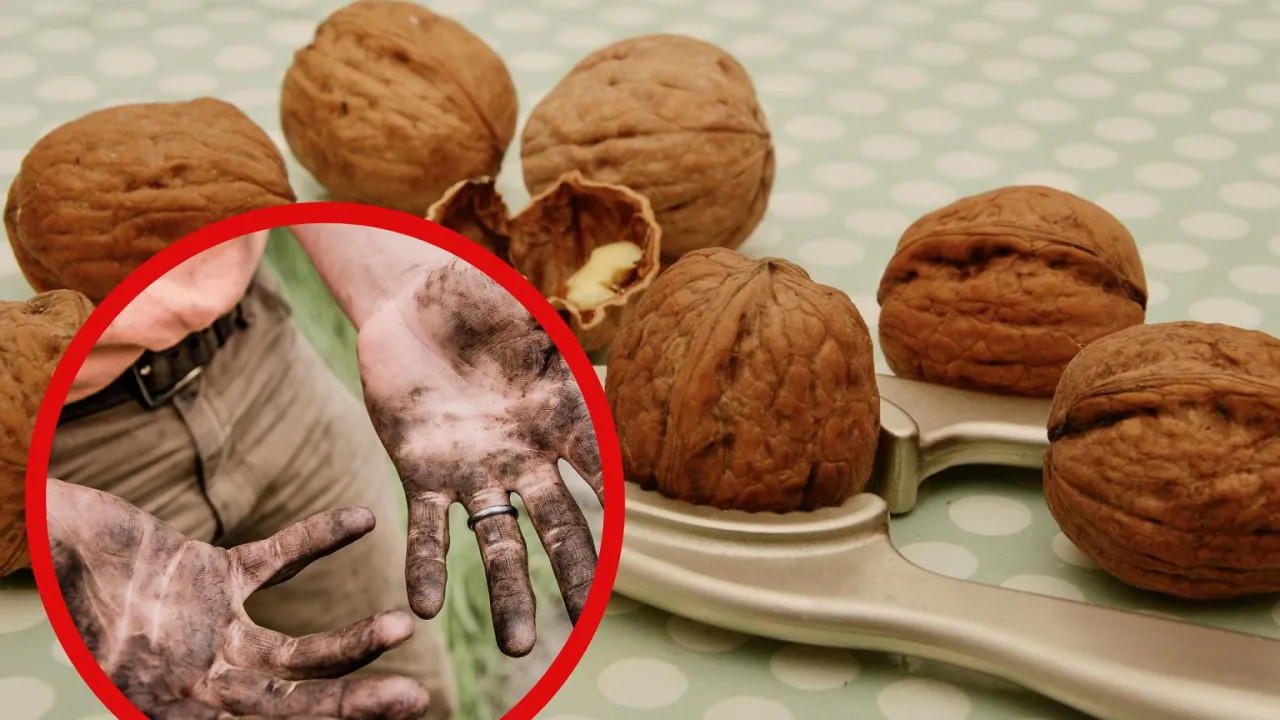 domowe sposoby usuwanie plam orzechy włoskie