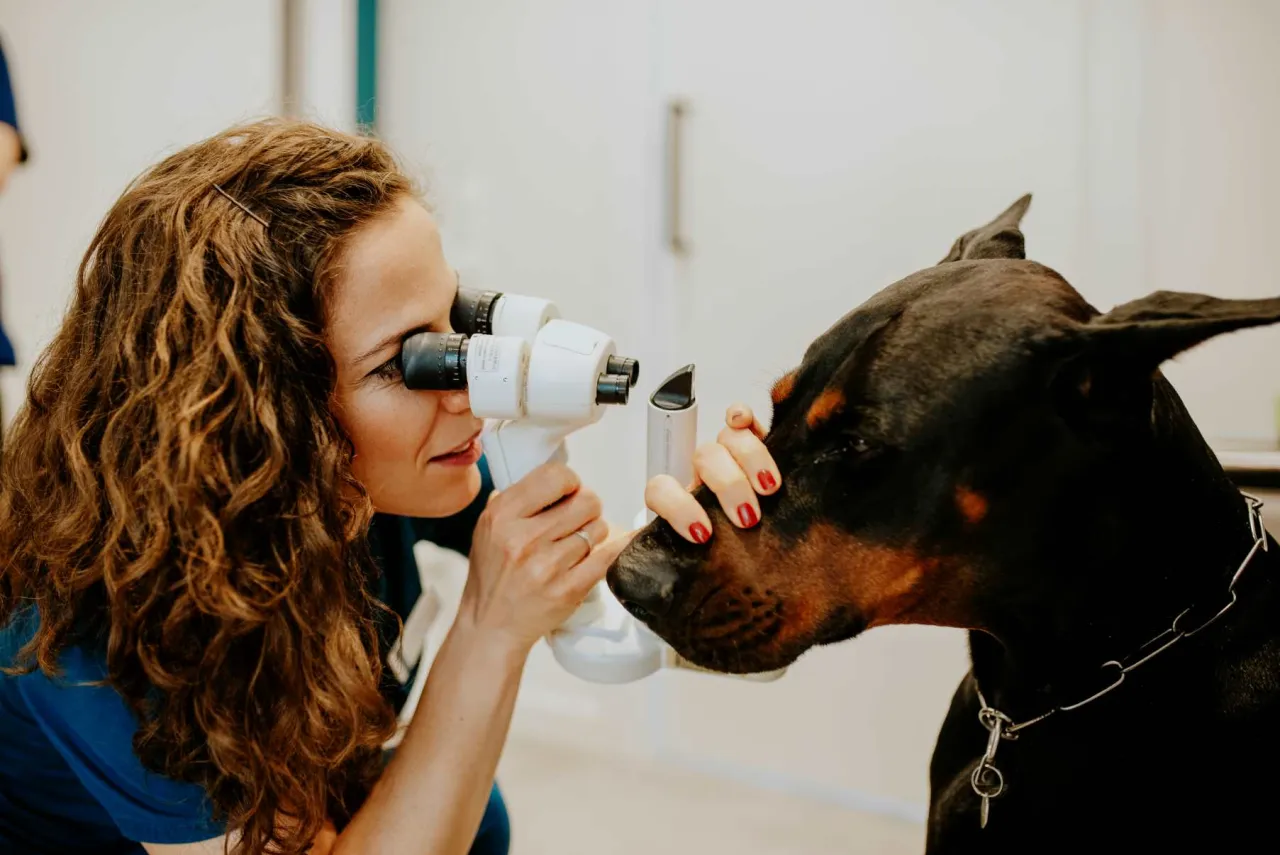 weterynarz badanie oka psa