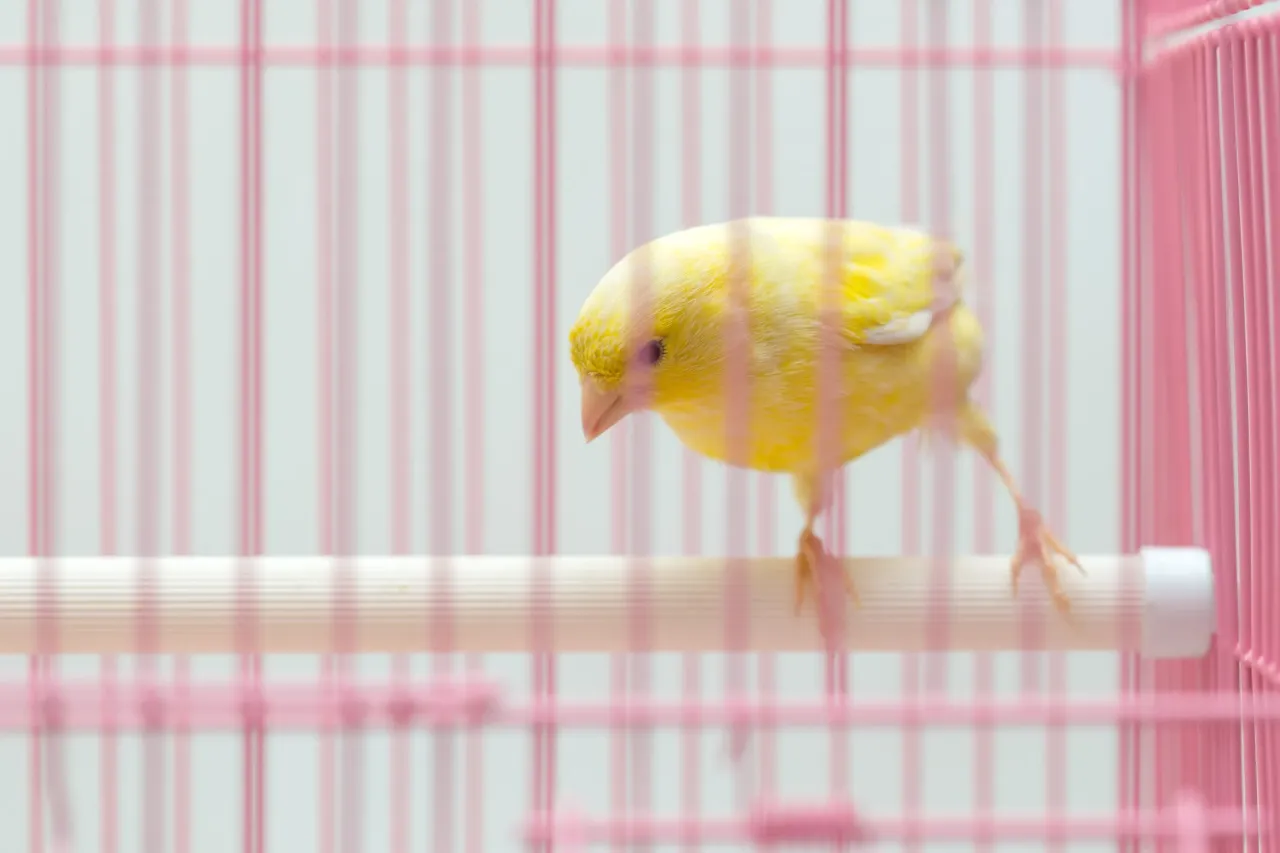 Przestronna klatka dla kanarka