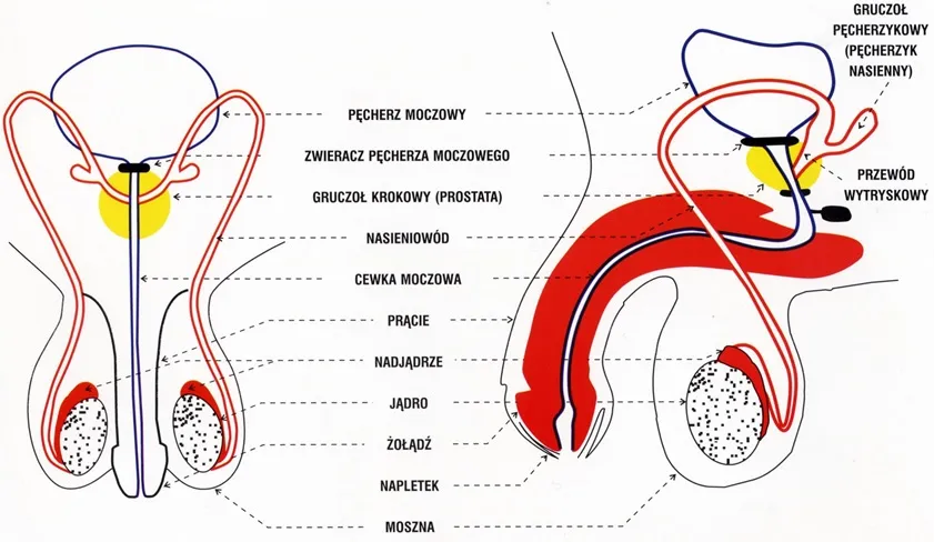 Schemat prostaty, męski układ moczowo-płciowy, kamica nerkowa wizualizacja