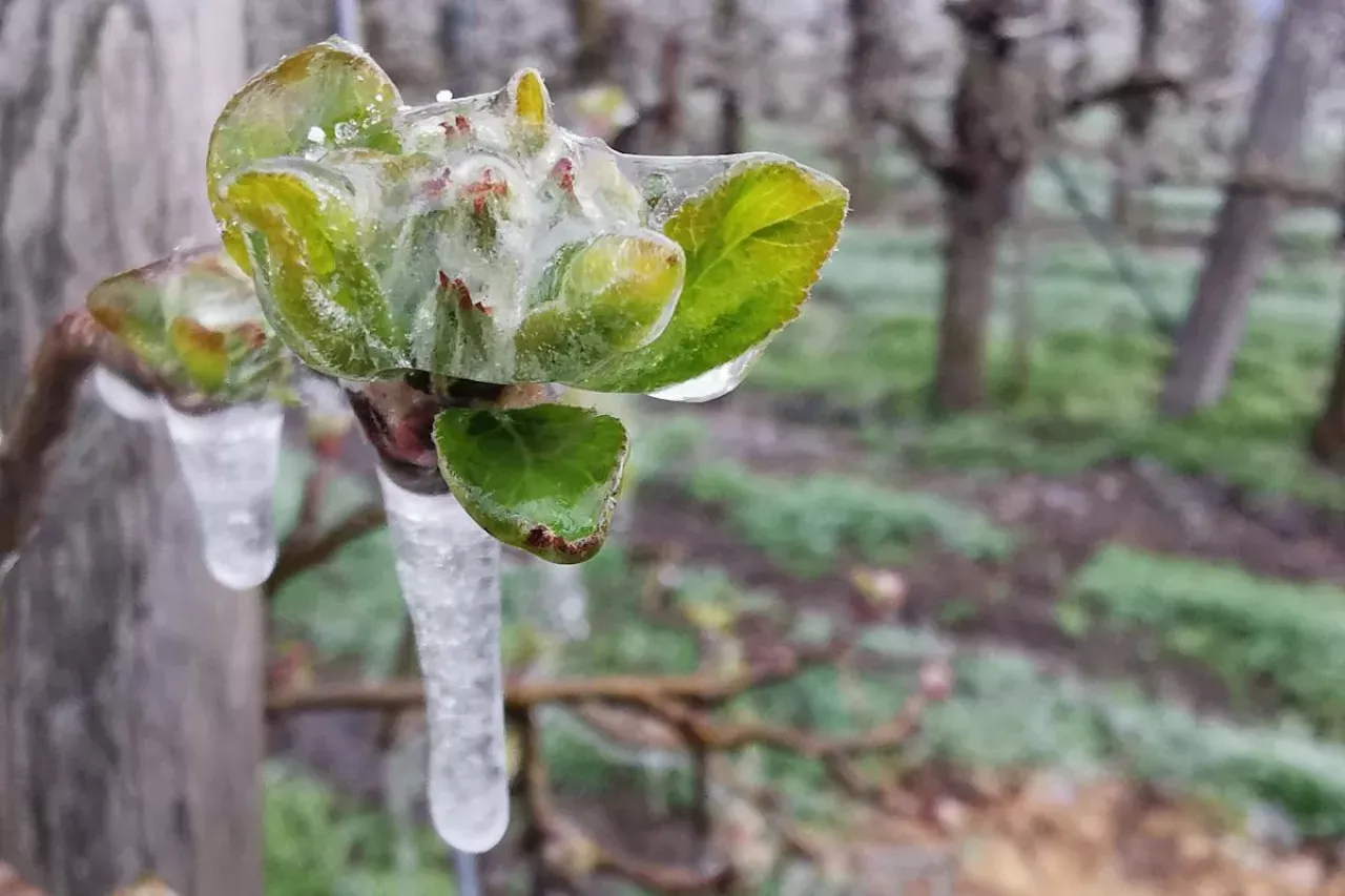 Młode pąki jabłoni pokryte lodem, mimo że to czas, kiedy kwitną jabłonie, natura zaskakuje.