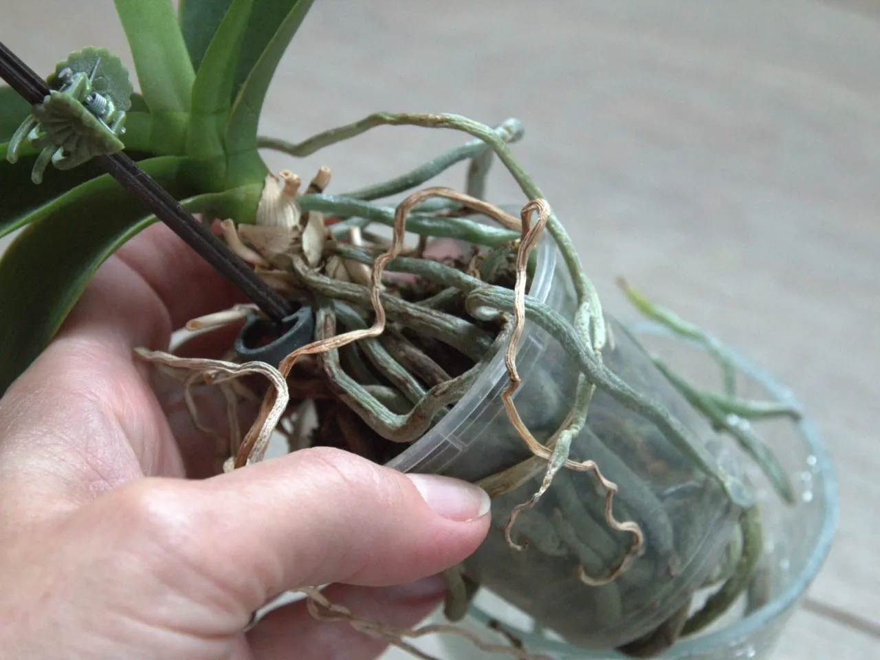 Storczyk z widocznymi zdrowymi korzeniami