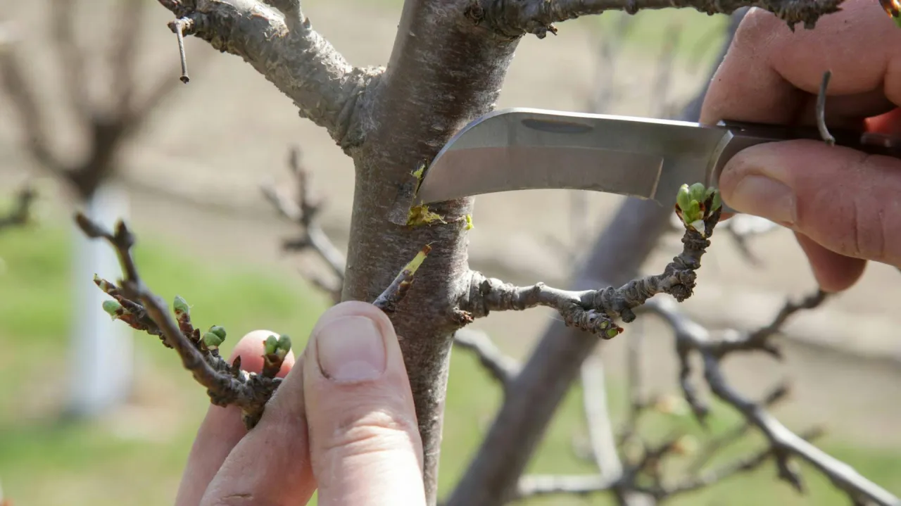 Delikatne nacinanie kory drzewka gruszy, przygotowanie do szczepienia. Wiosenne pąki już się budzą.