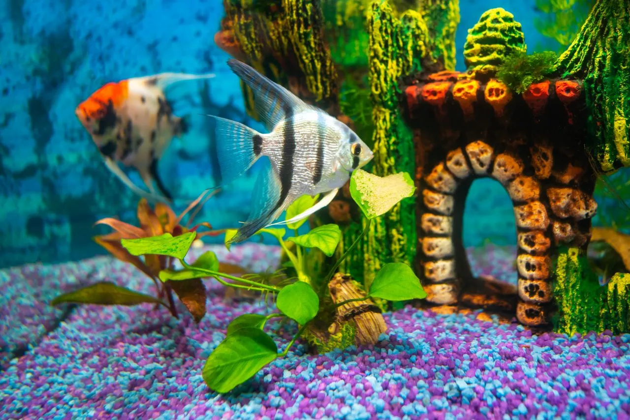 Akwarium 54 litry z roślinami i małymi rybami