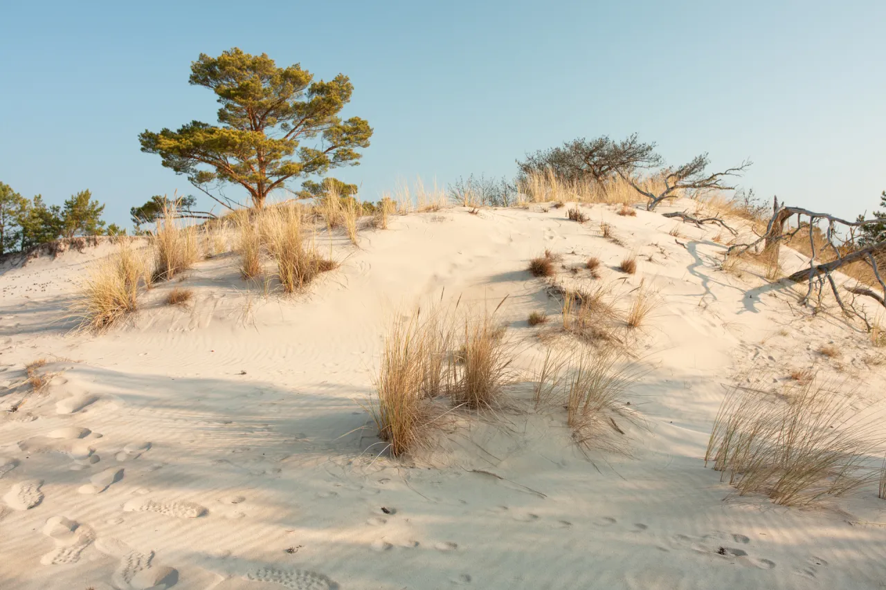 Piaskowe wydmy w rezerwacie przyrody helskie wydmy, porośnięte trawami i sosnami, z widocznymi śladami st&oacute;p na piasku.