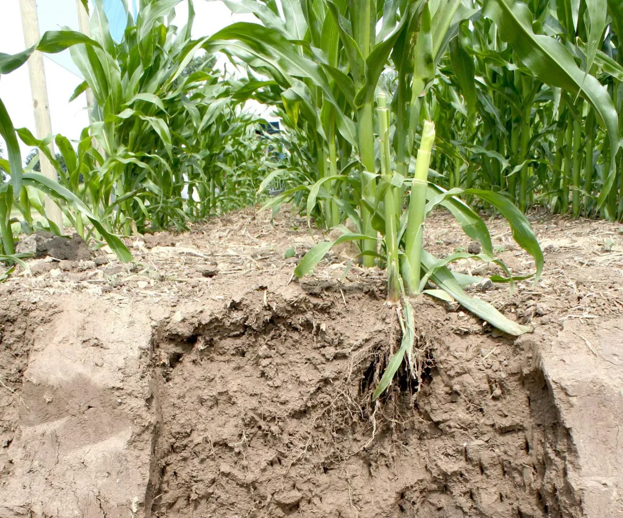 system korzeniowy kukurydzy