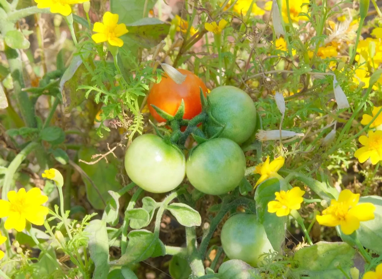 Rośliny towarzyszące pomidorom przykłady