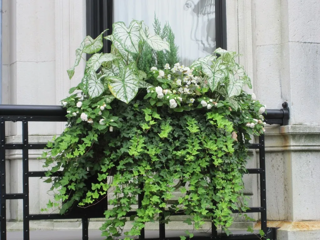 bluszcz na balkonie w cieniu aranżacje