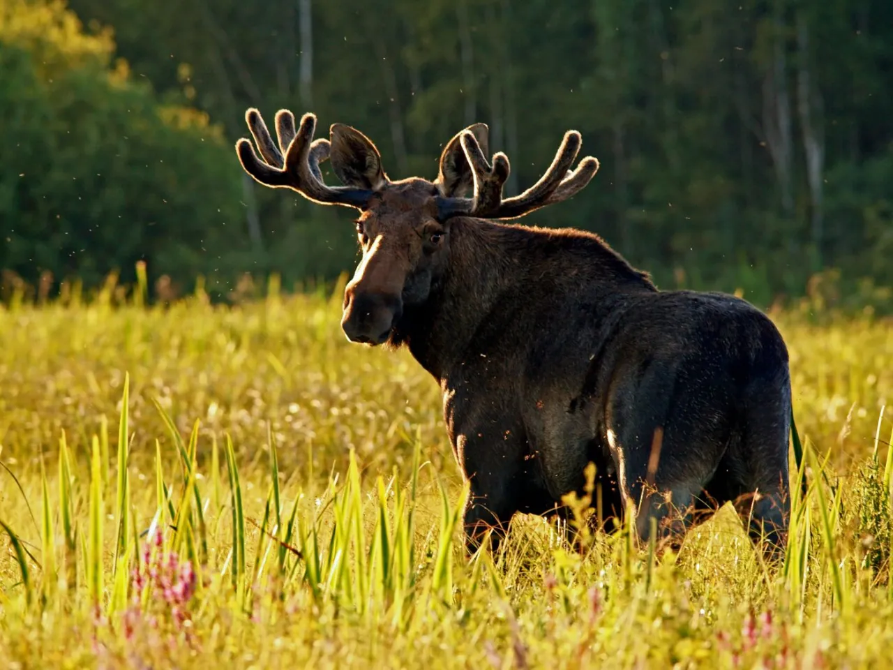 Biebrzański Park Narodowy łoś ptaki