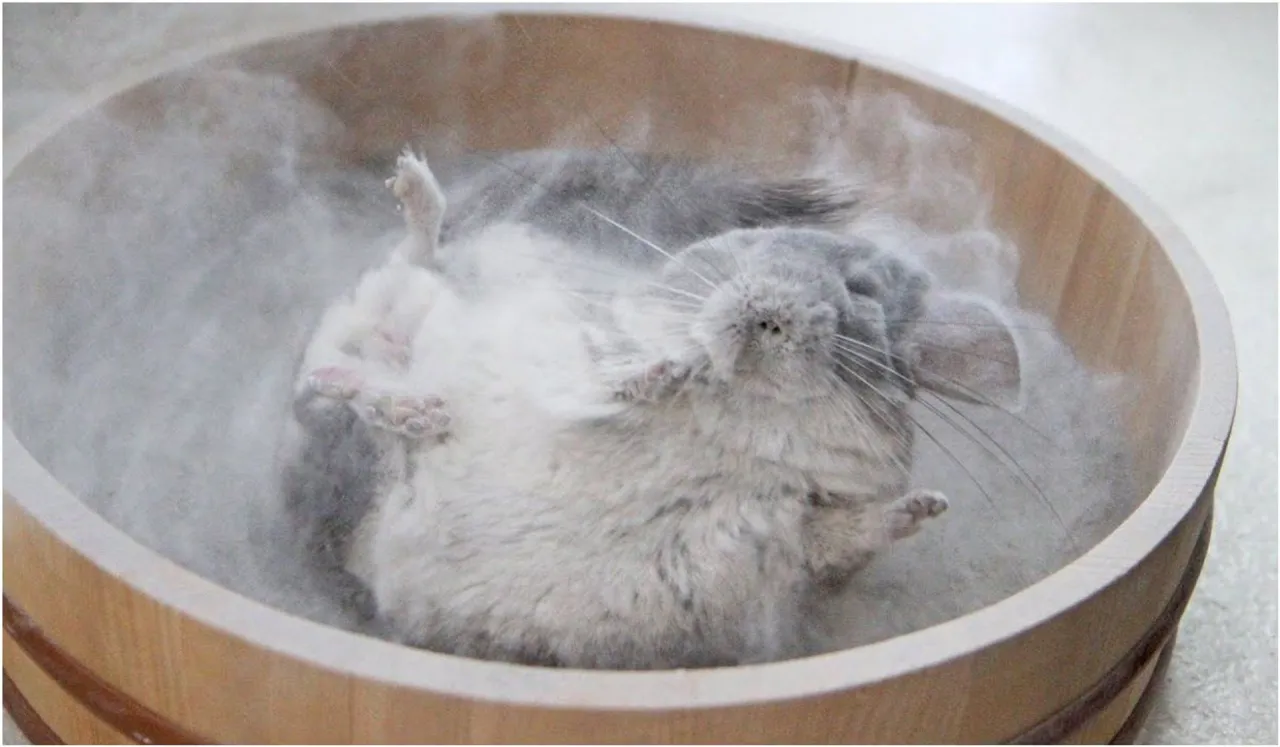 szynszyla kąpiel piaskowa