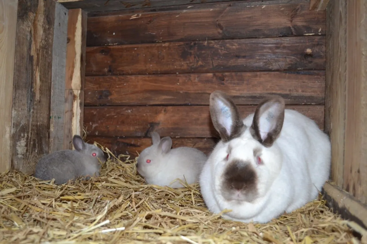 Trzy króliki w drewnianej szopie na słomie. Duży biały królik z brązową maską i uszami, dwa mniejsze szare i białe. Zastanawiasz się, jakie rasy królików opłaca się hodować?