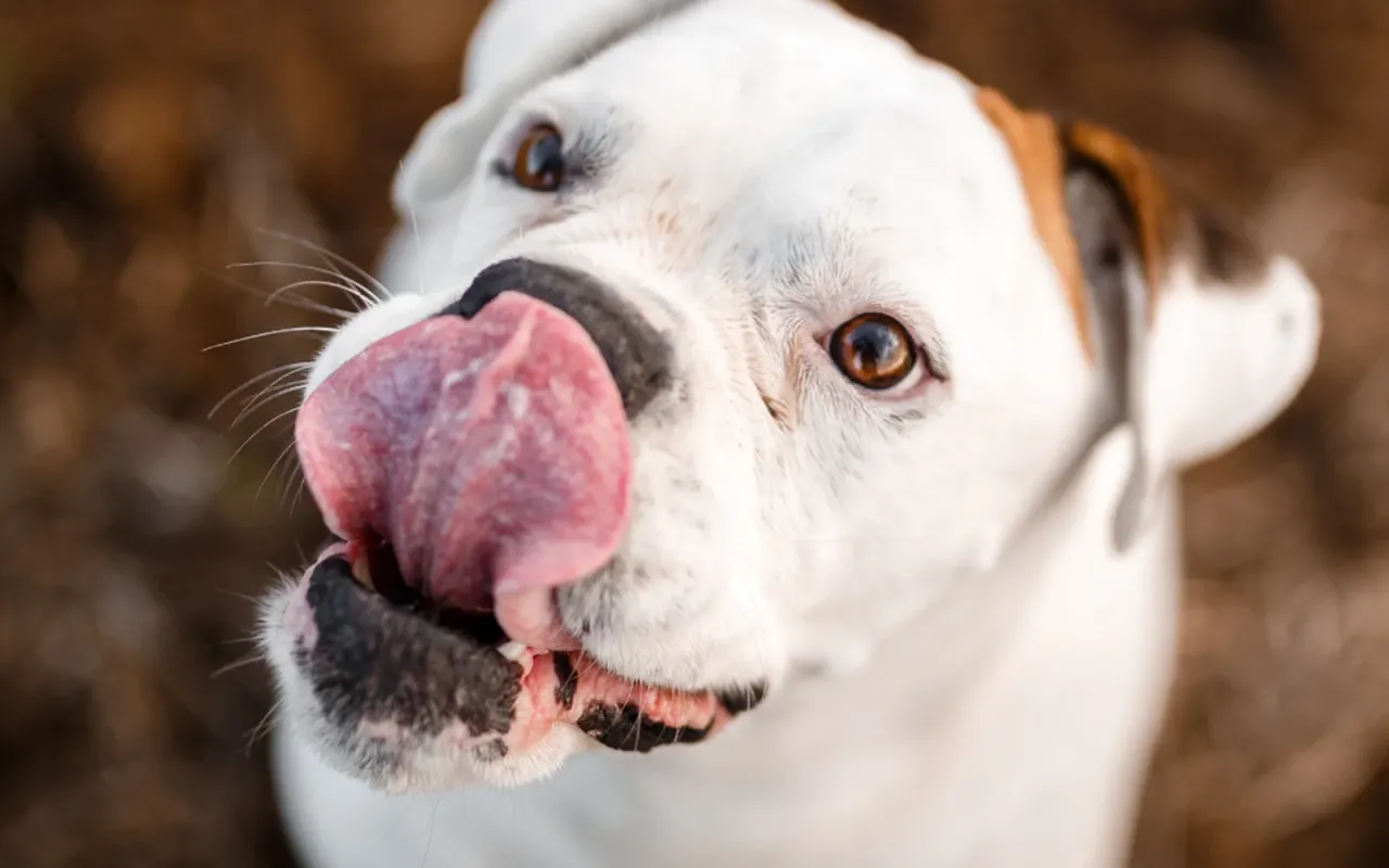 Pies z brzuchem po zjedzeniu czegoś niedozwolonego