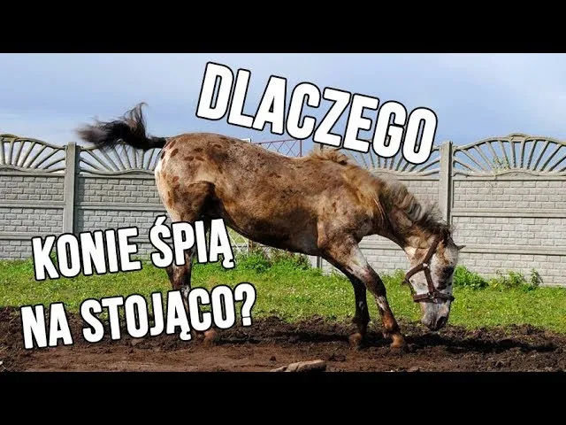 koń śpiący na stojąco