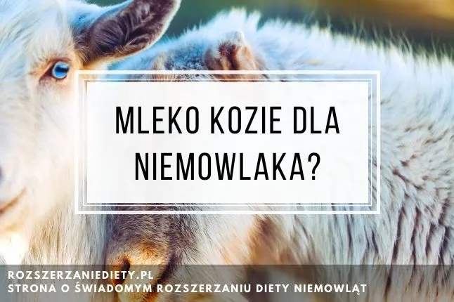 Zdjęcie Czy gotować mleko kozie dla dziecka? Kluczowe informacje i zasady bezpieczeństwa