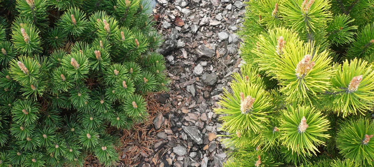 drzewa odporne na suszę