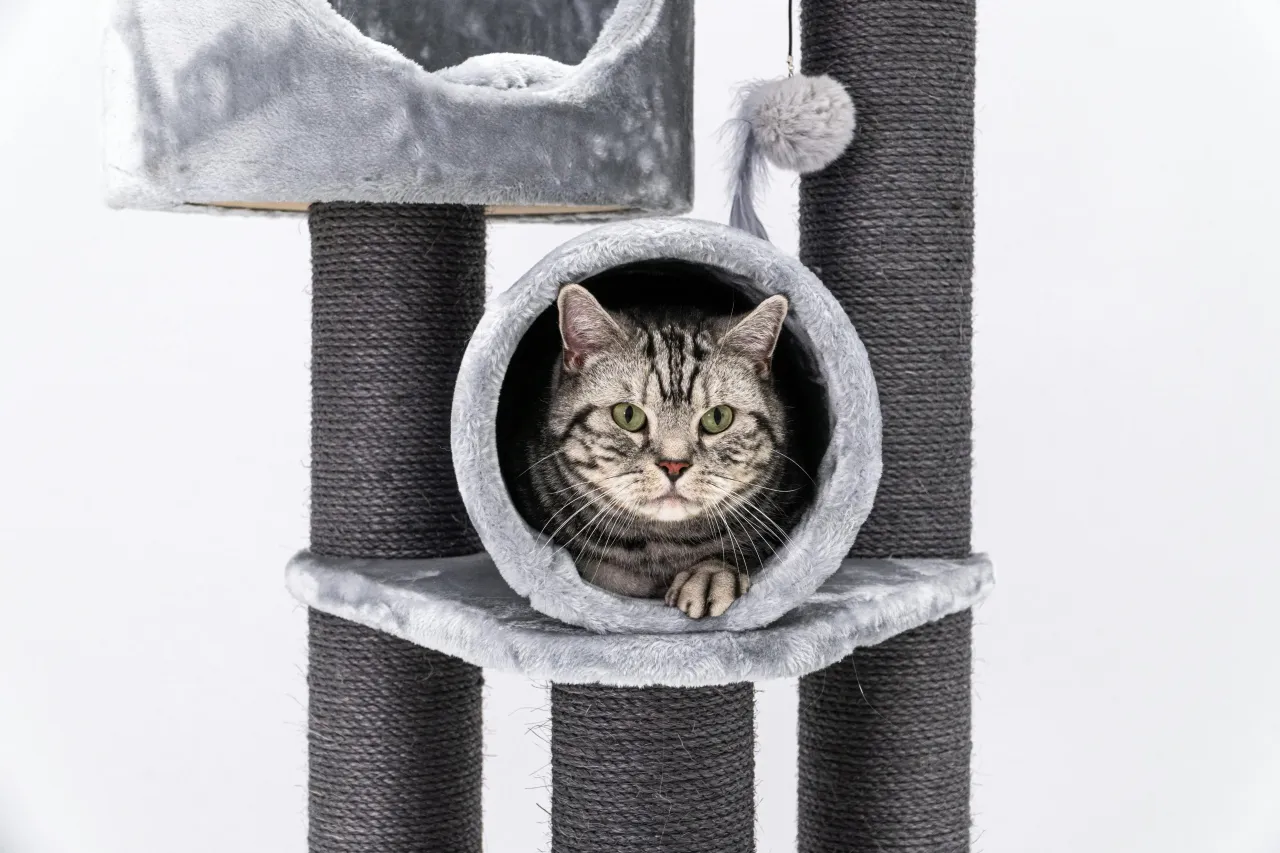 różne rodzaje drapaków dla kota