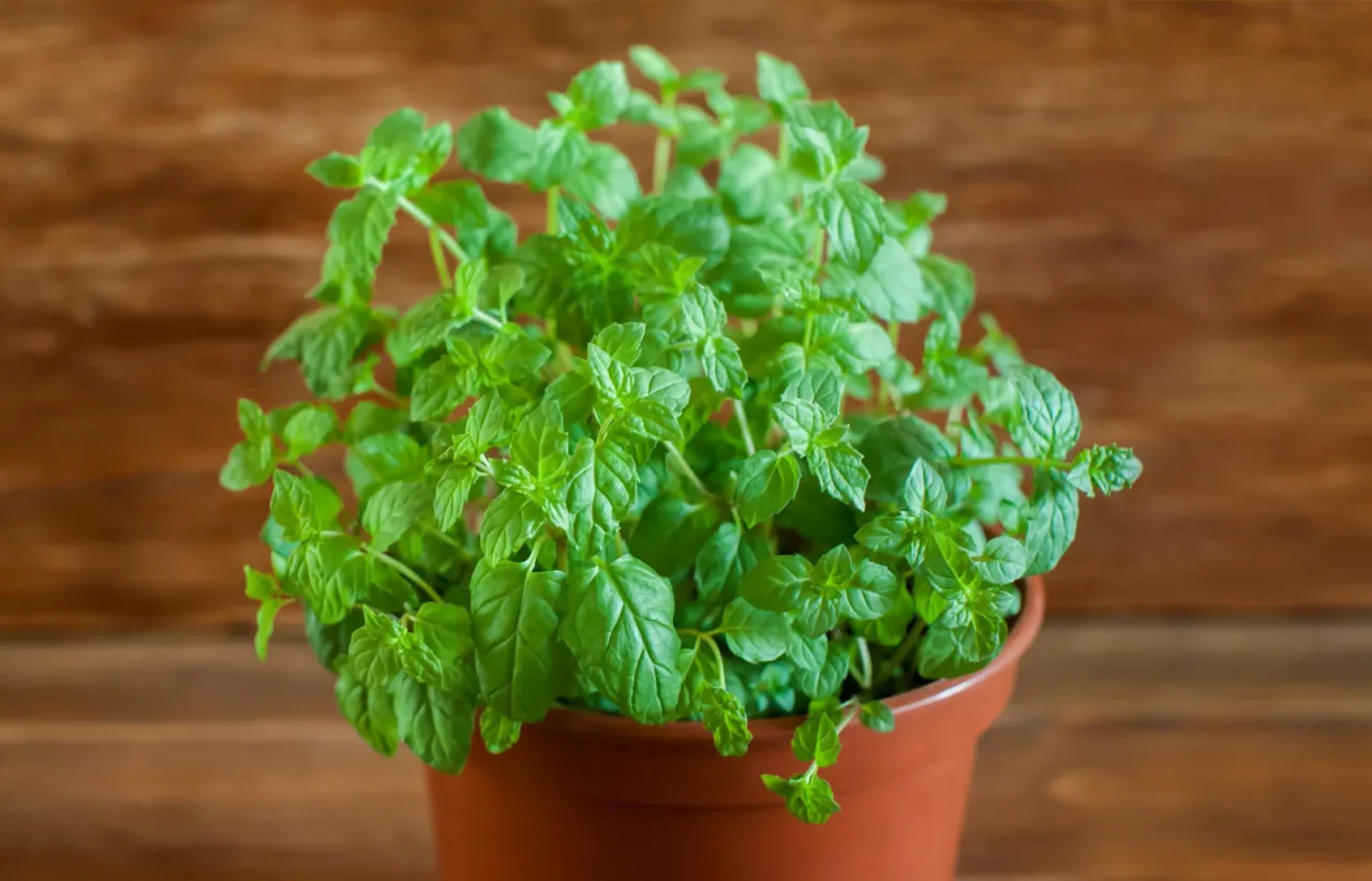mięta w doniczce bujna