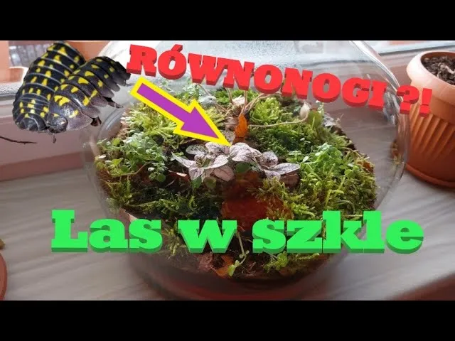 terrarium dla zwierząt a las w słoiku por&oacute;wnanie