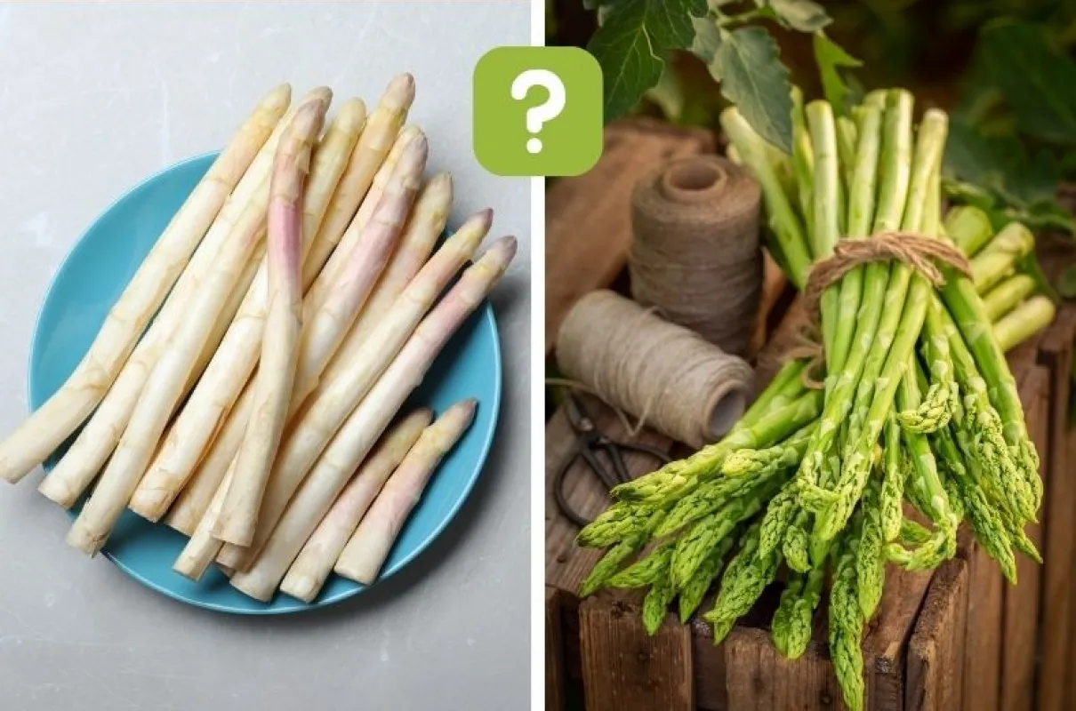 r&oacute;żnica między szparagami zielonymi a białymi