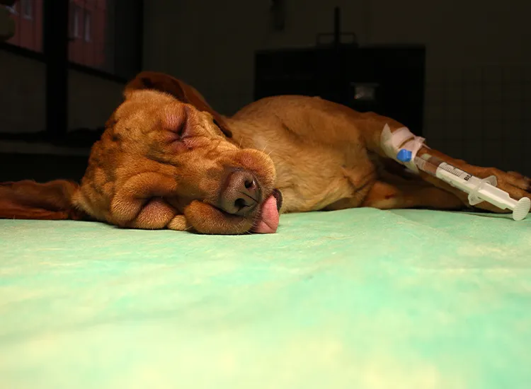 pies ból brzucha biegunka