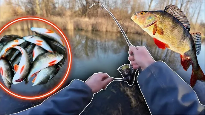 wędkarz spinningowy zimą okoń