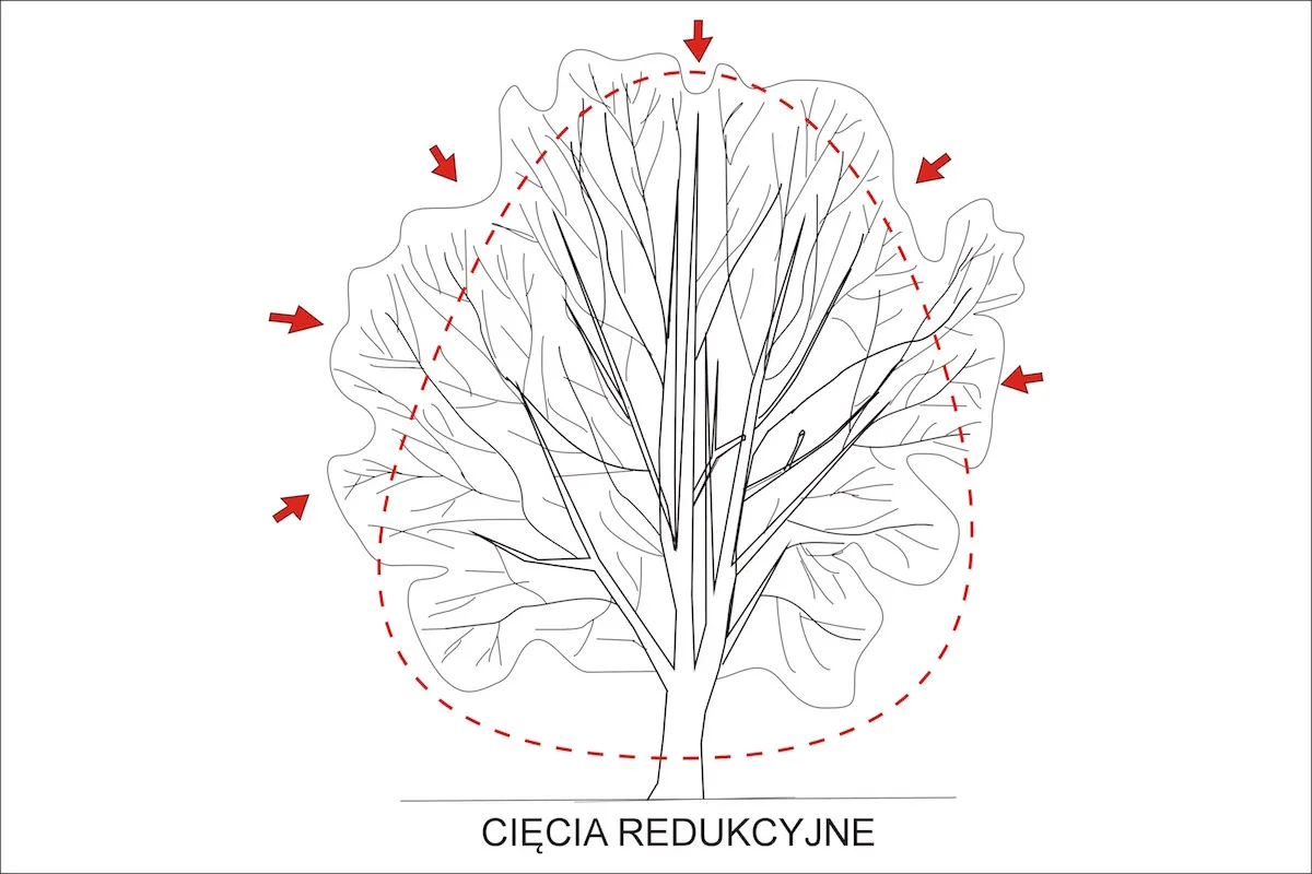 Ilustracja pokazuje drzewo liściaste z zaznaczonym obszarem cięcia redukcyjnego. Czerwone strzałki wskazują kierunek przycinania.
