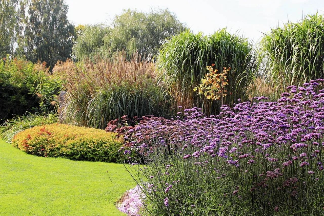 Werbena patagońska w ogrodzie