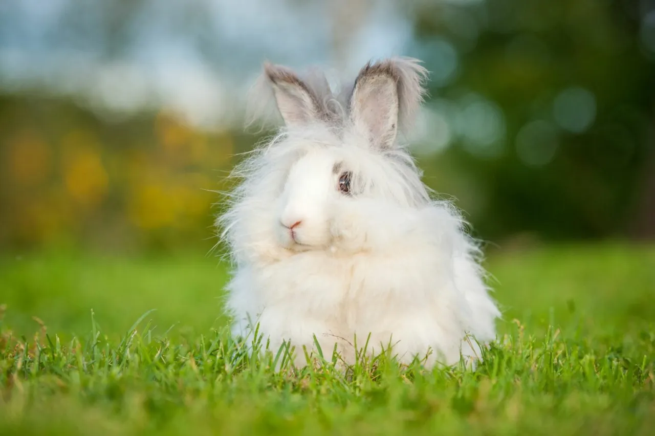Zdjęcie Ile żyje królik angora? Odkryj, co wpływa na jego długość życia