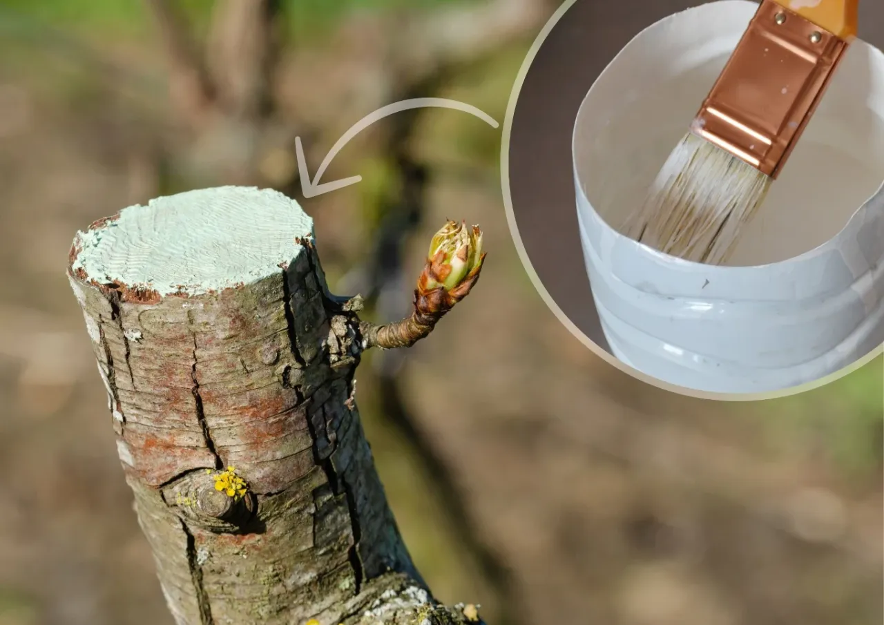 sekator maść ogrodnicza winorośl