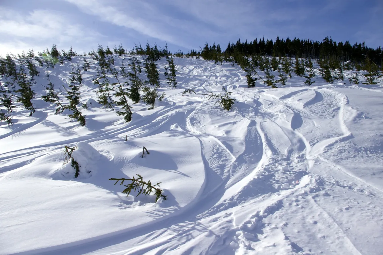 Cietrzew w Karkonoszach