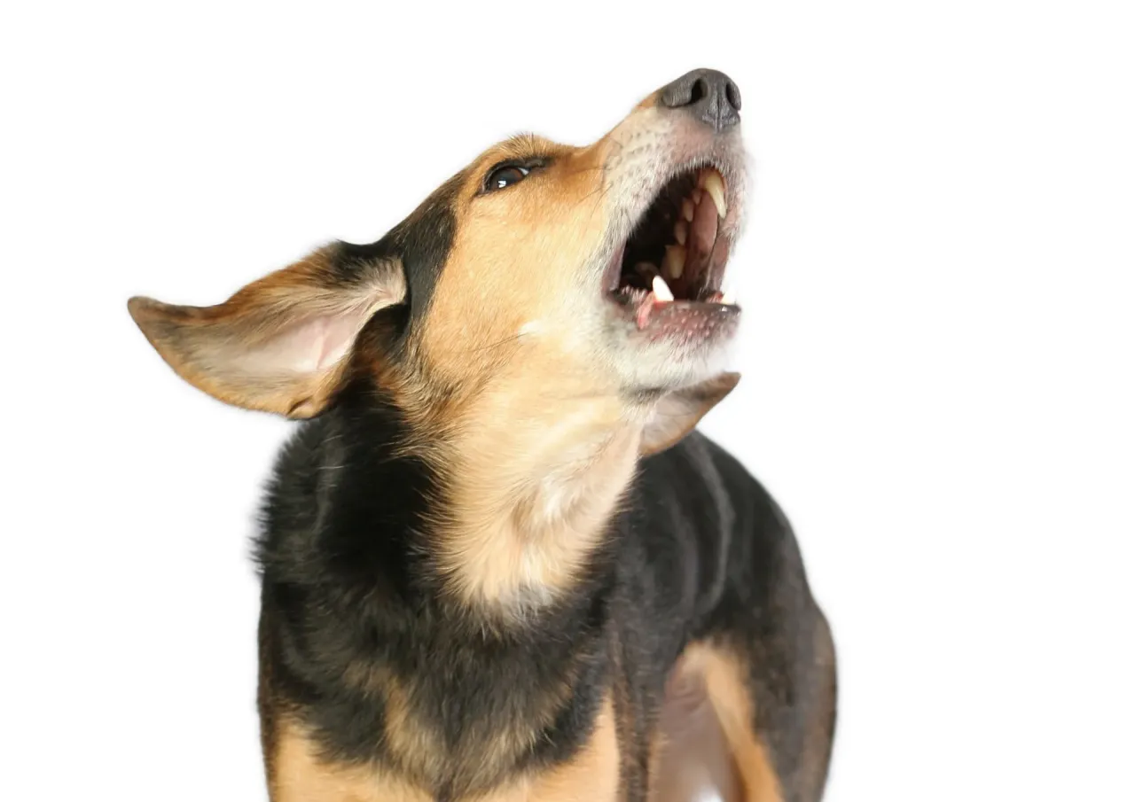 smutny pies sam w domu, pies szczekający z nudów