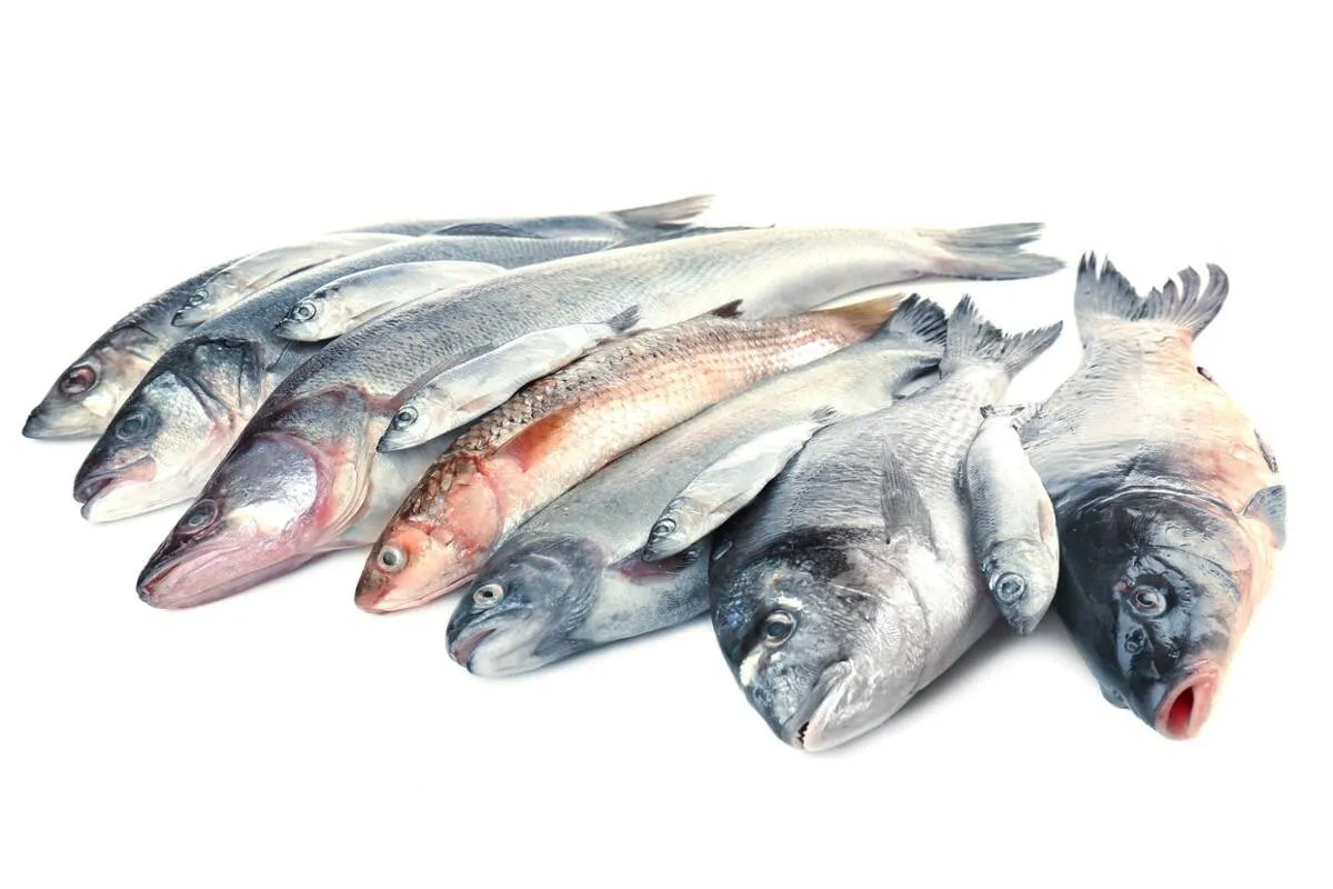 Świeża ryba na ladzie w restauracji lub targu rybnym