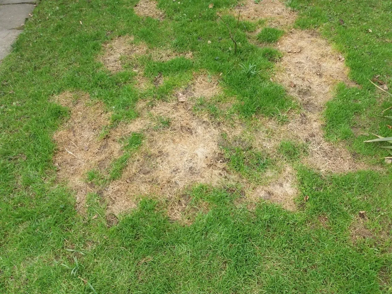 zbita ziemia trawnik objawy