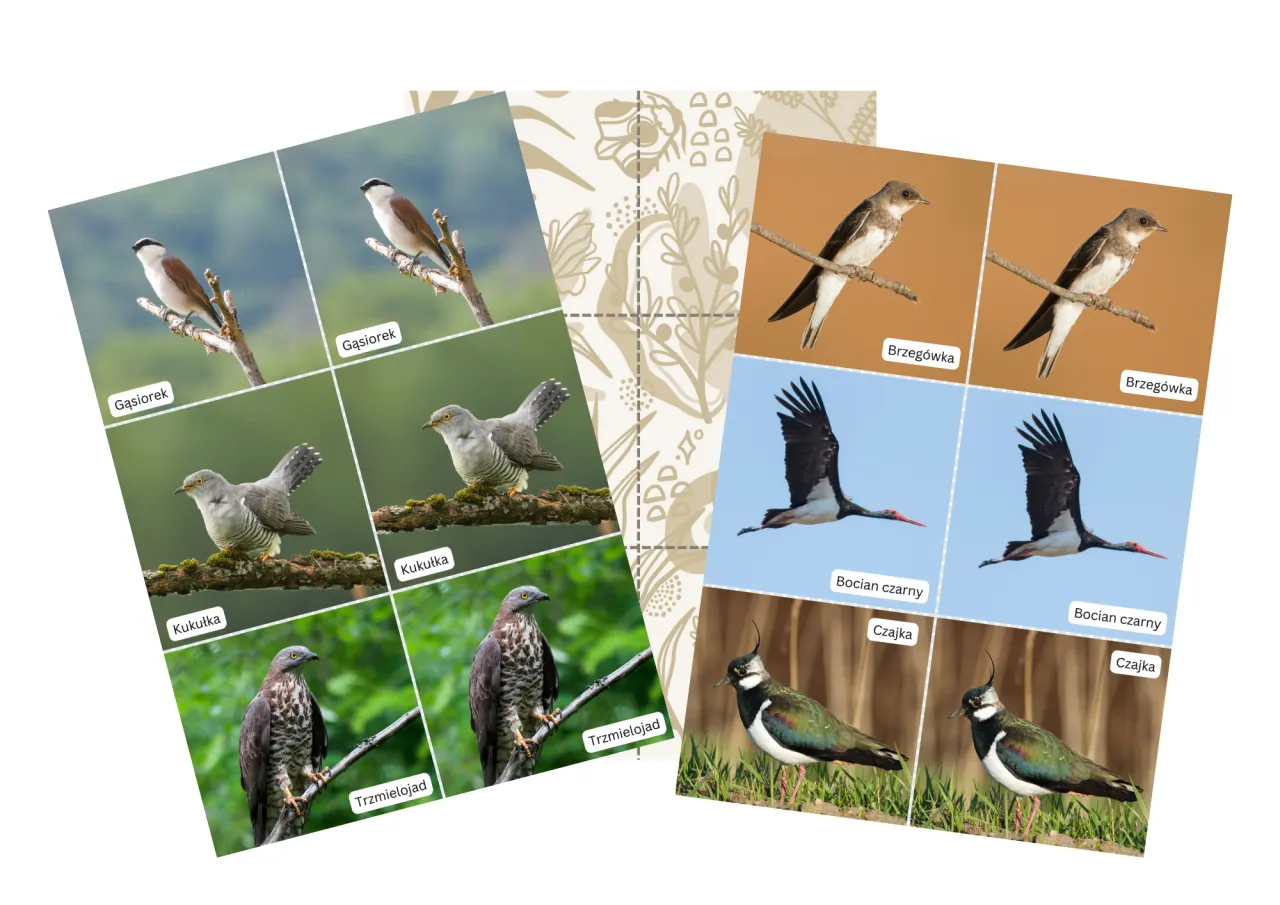 Gąsiorek, kukułka, brzeg&oacute;wka, bocian czarny, czajka &ndash; jakie ptaki odlatują na zimę? Familiada z ptasimi wędrowcami.