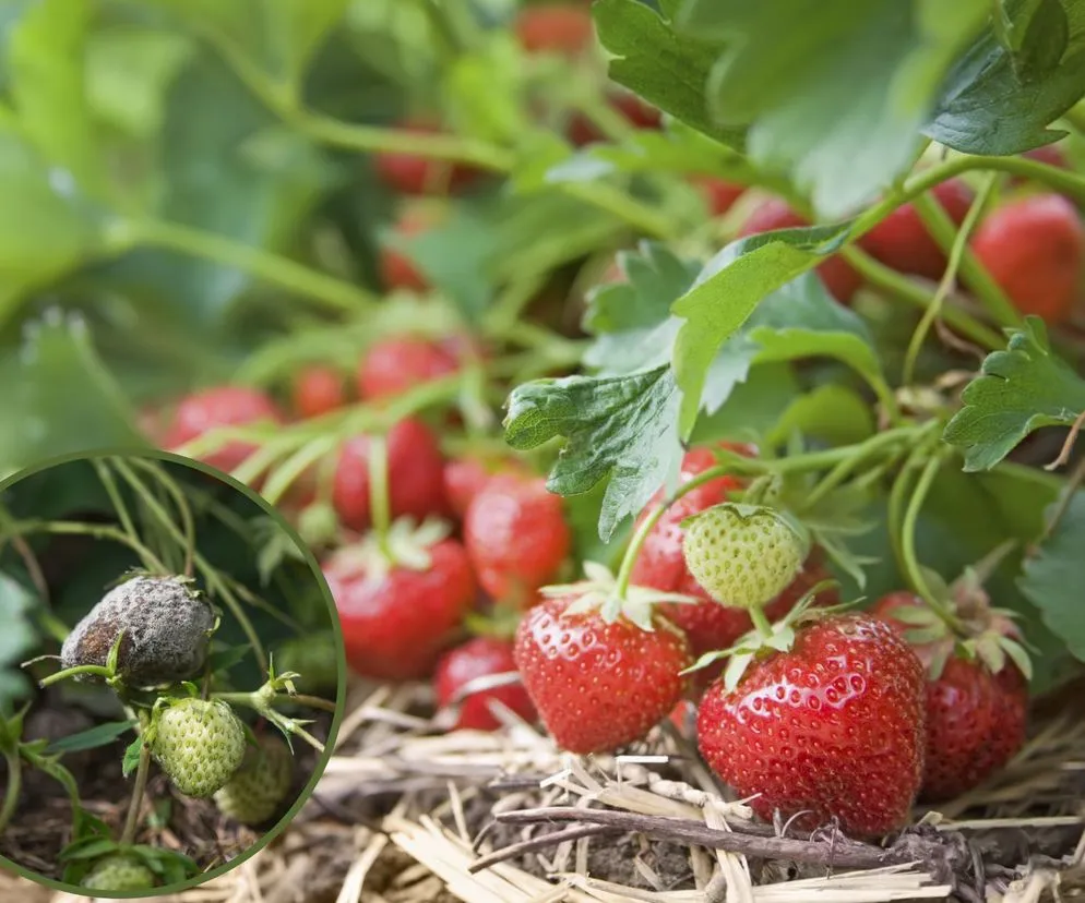 choroby i szkodniki truskawek szara pleśń kwieciak