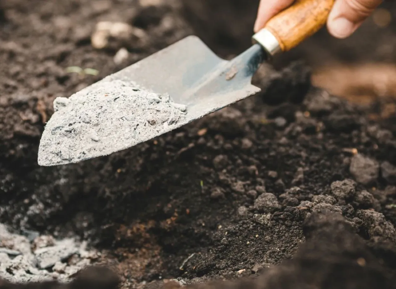 Łopatka z popiołem, który pomoże uzupełnić wapń w glebie.